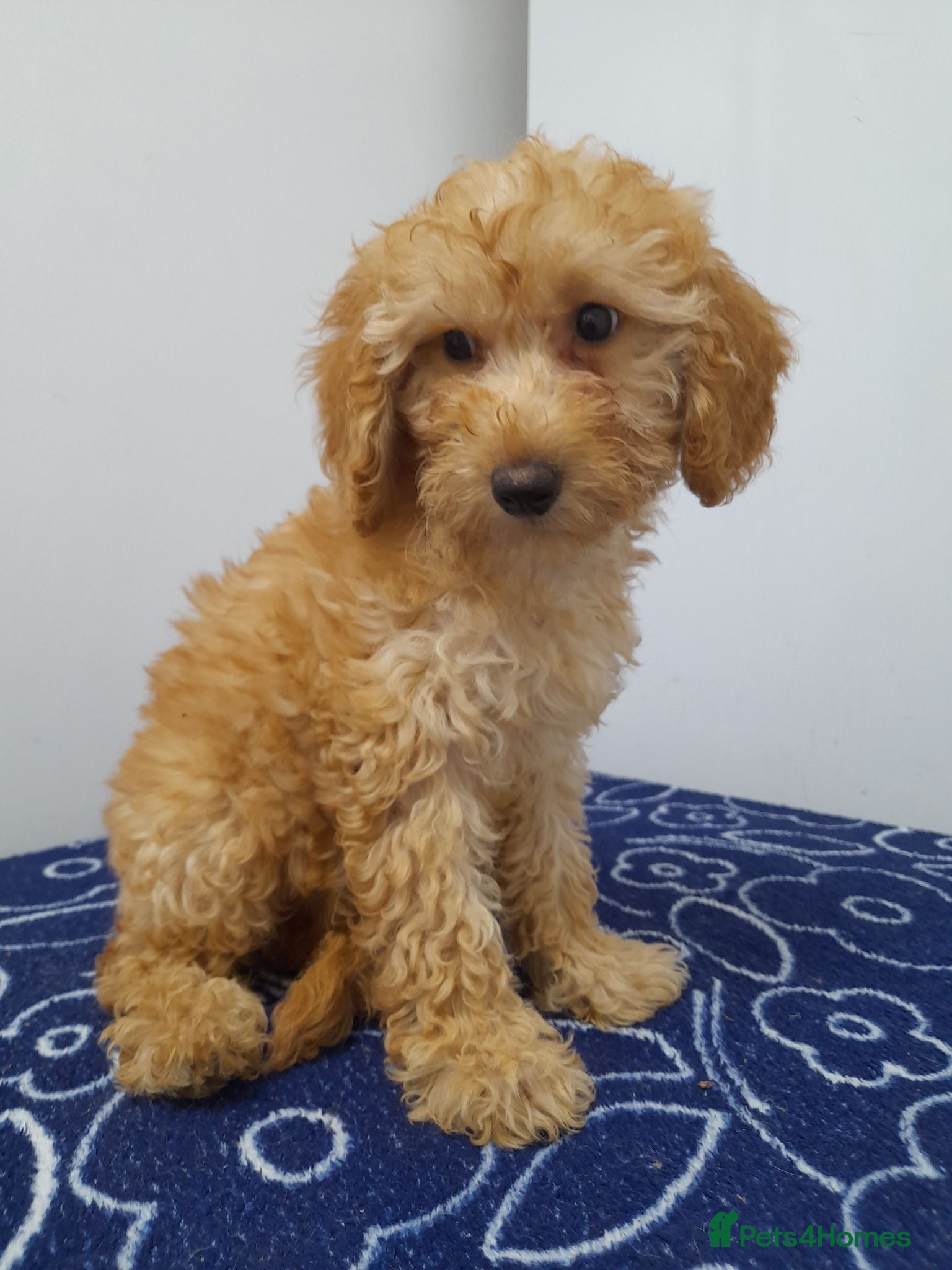 Miniature Poodle dogs Beautiful miniature poodle puppies ready now - Advert 1
