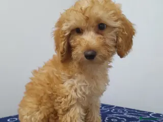 Miniature Poodle dogs Beautiful miniature poodle puppies ready now - Advert 1