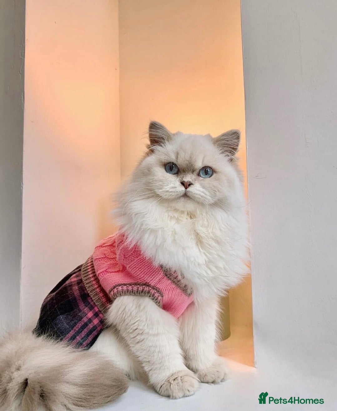 British Shorthair cats for sale: 💕Pedigree GCCF blue golden British shorthair - Image 18