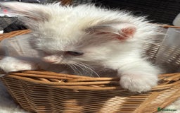 Ragdoll cats for sale: 💙🩷GCCF RAGDOLL KITTENS M&F 9WKS NEUT & SPAYED 🥇 - Image 34