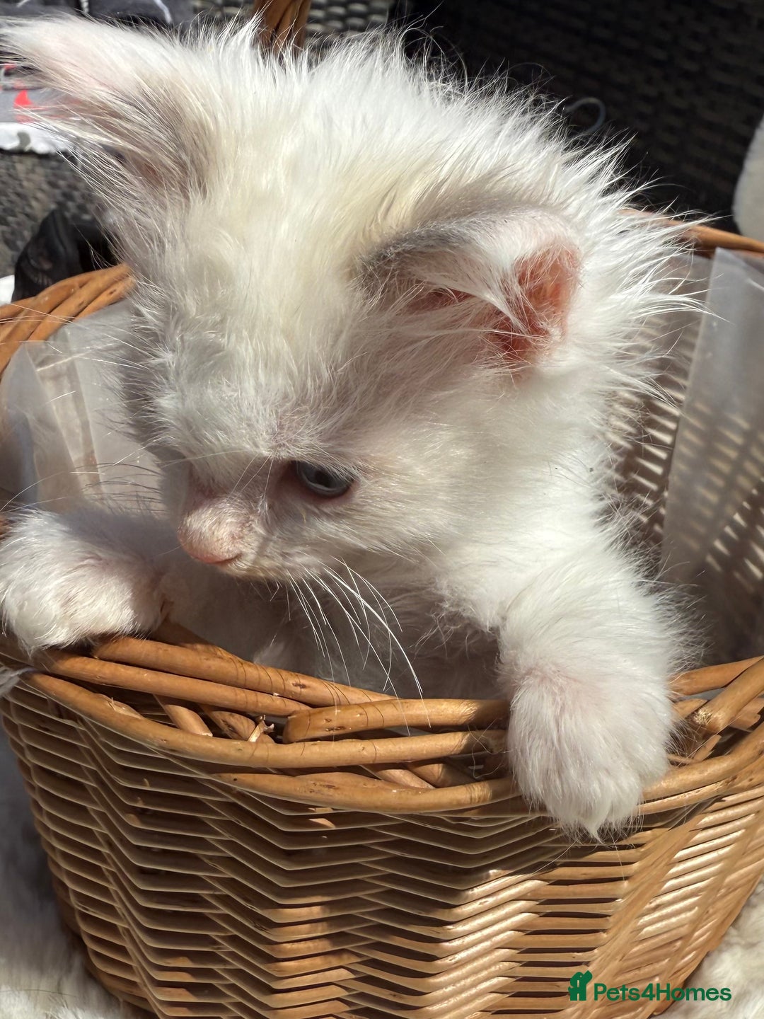 Ragdoll cats for sale: 💙🩷GCCF RAGDOLL KITTENS M&F 9WKS NEUT & SPAYED 🥇 - Image 34