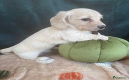 Miniature Dachshund dogs for sale: English creams miniature dachshunds  - Image 5