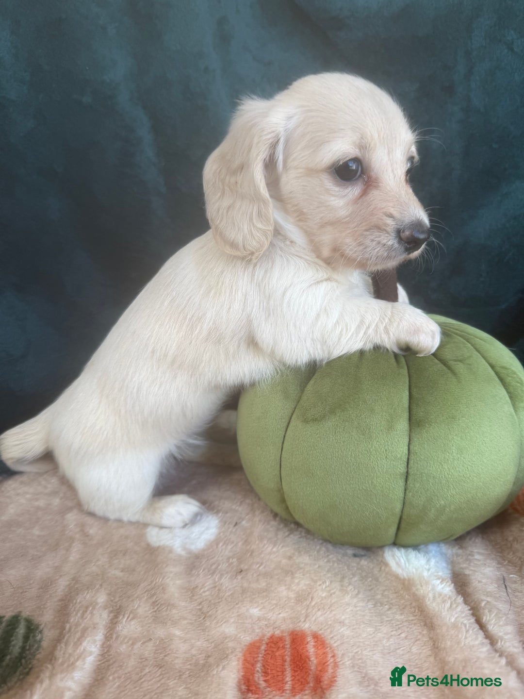Miniature Dachshund dogs for sale: English creams miniature dachshunds  - Image 5