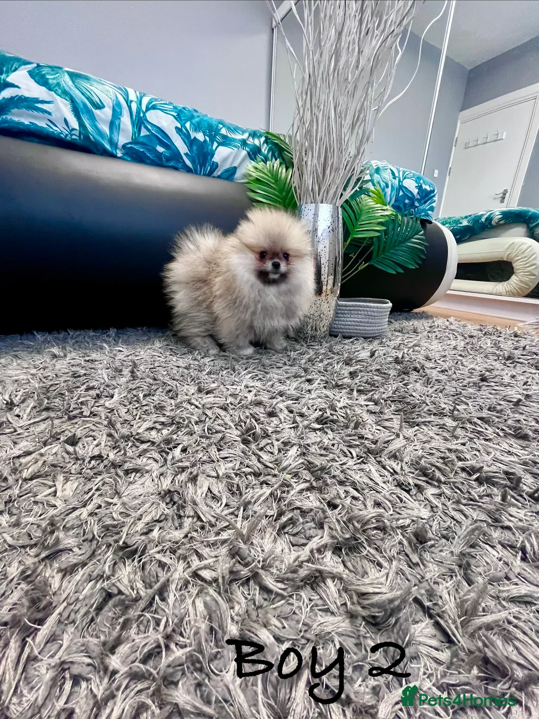 Pomeranian dogs for sale: Top Quality 🐻 Teddy Face  - Advert 8