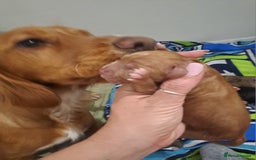 Cockapoo dogs for sale: F1 Cockapoo puppies  - Image 7