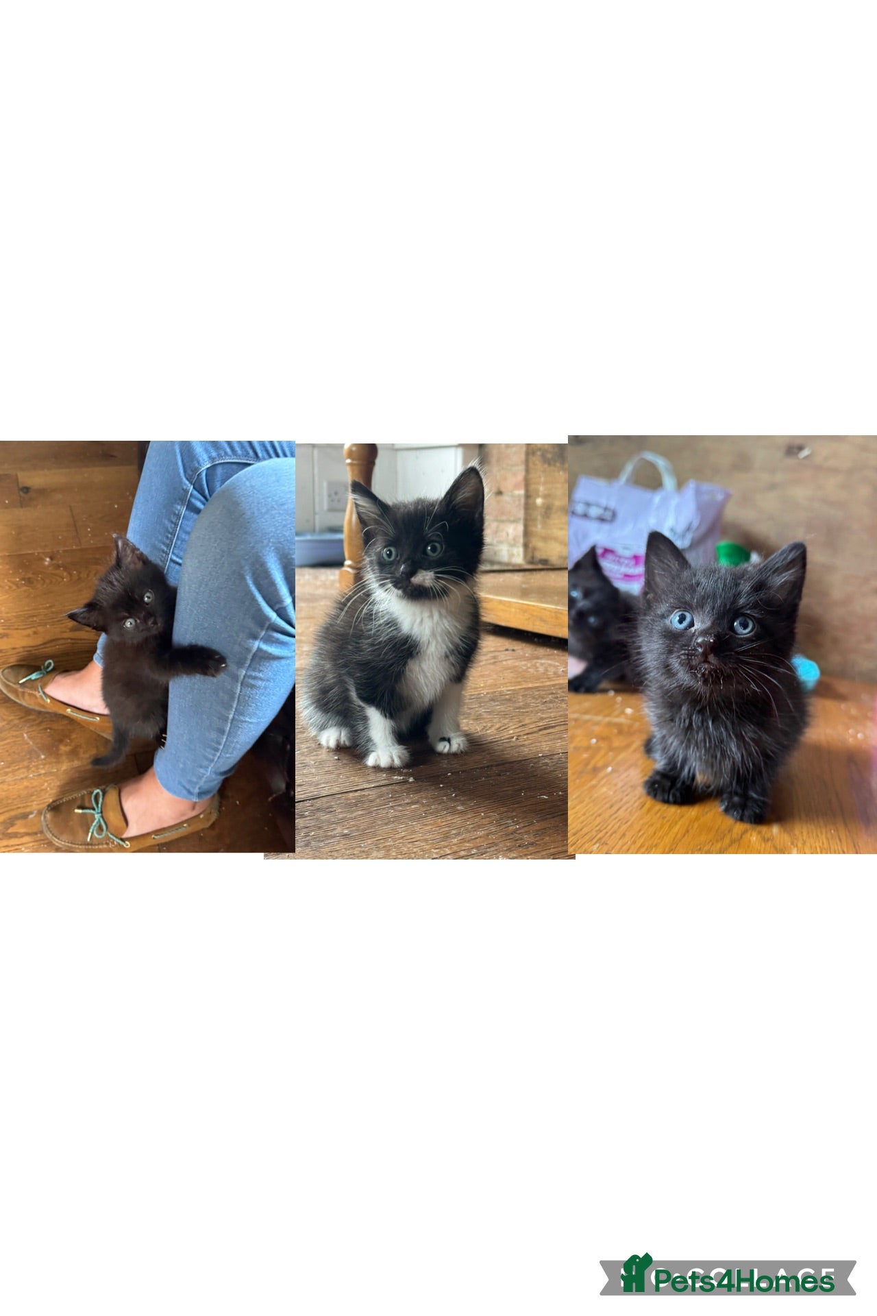 Mixed Breed cats MALE KITTENS (honest add please read)  - Advert 1