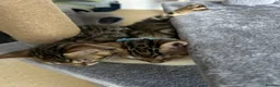 Bengal cats for sale: Registered male bengal kitten - Advert 6