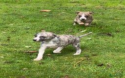 Whippet dogs for sale: SUPER KC Whippet puppies Show bred - Image 13
