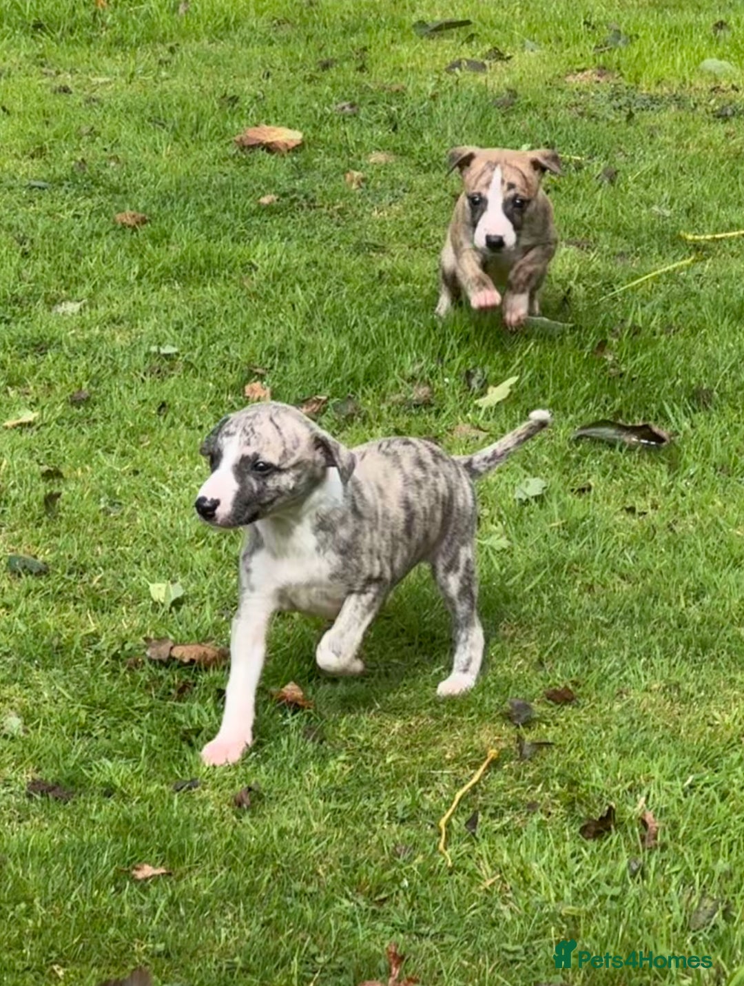 Whippet dogs for sale: SUPER KC Whippet puppies Show bred - Image 13