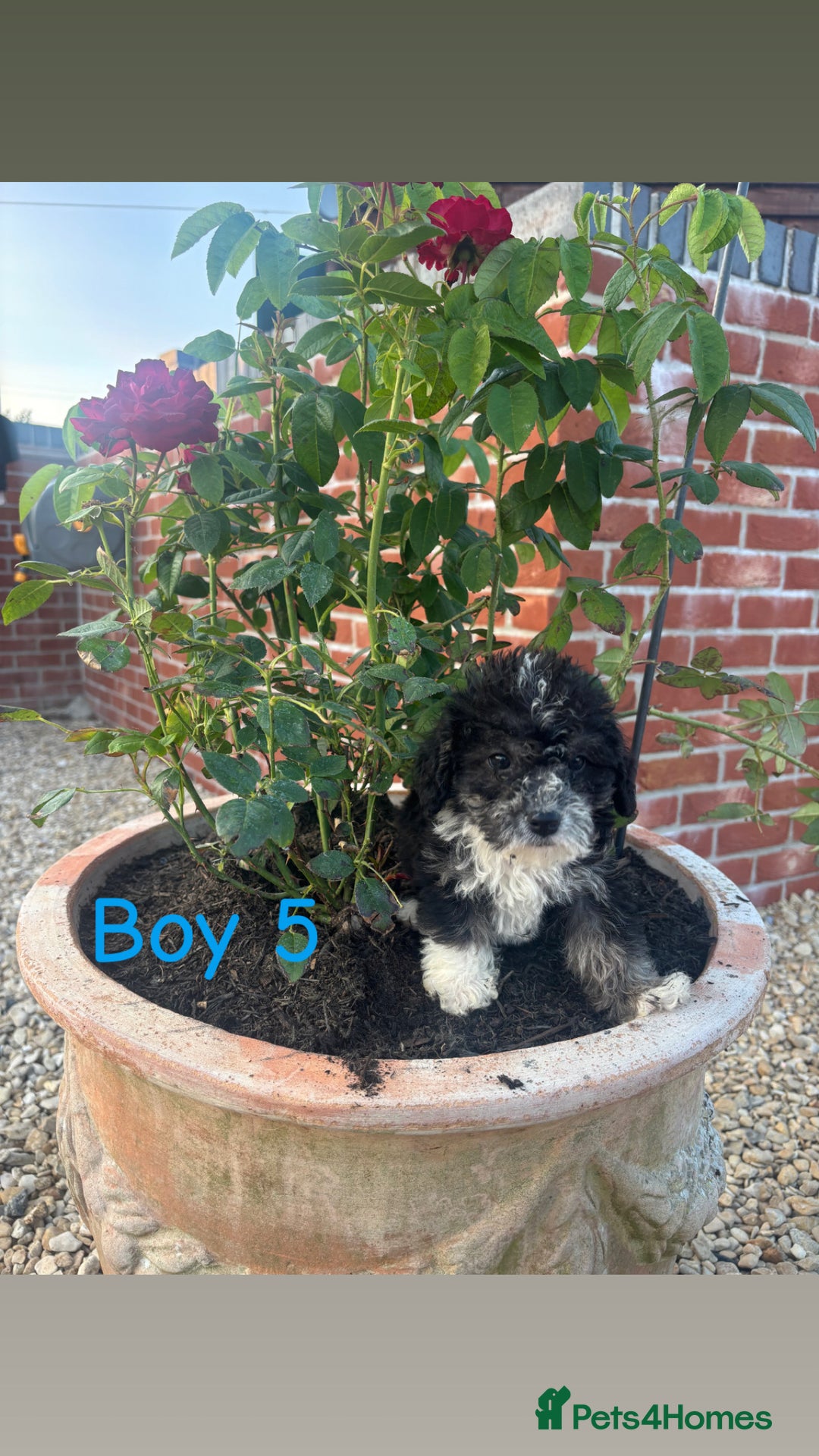Jackapoo dogs for sale: 🩵jackapoos 👀for there forever 🏡🩵 - Image 5