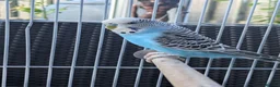 Budgerigars birds for sale: Bright blue budgerigar  in Accrington - Advert 4