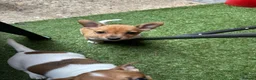 Jack Russell dogs for sale: Short Leg Jack Russell Terrier Puppies  - Advert 7