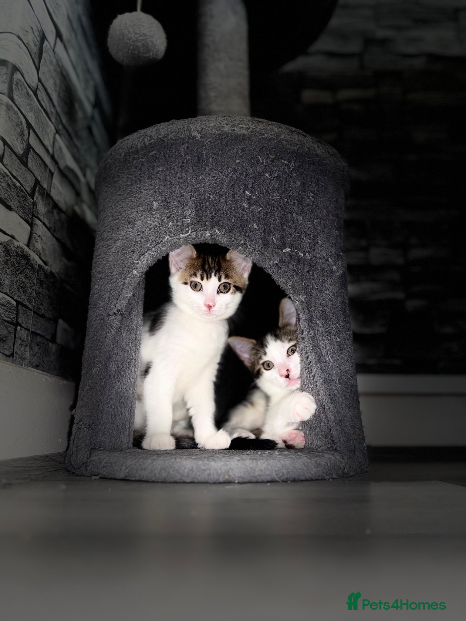 Maine Coon cats Lovely Maine coon cross bengal   - Advert 2