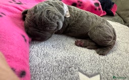 Neapolitan Mastiff dogs for sale: Neapolitan mastiff puppies  - Image 20