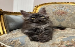 Maine Coon cats for sale: Maine Coon Kittens with Elite Heritage 🌟🌟🌟🌟🌟 - Image 1