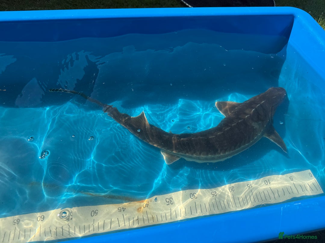Koi Carp fish for sale: Various koi carp for sale  - Image 31