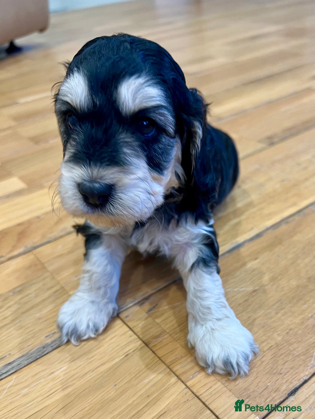 Cockapoo dogs for sale: ♥️Fabulous Toy Cockapoo Puppies Kc Reg Parents - Advert 23