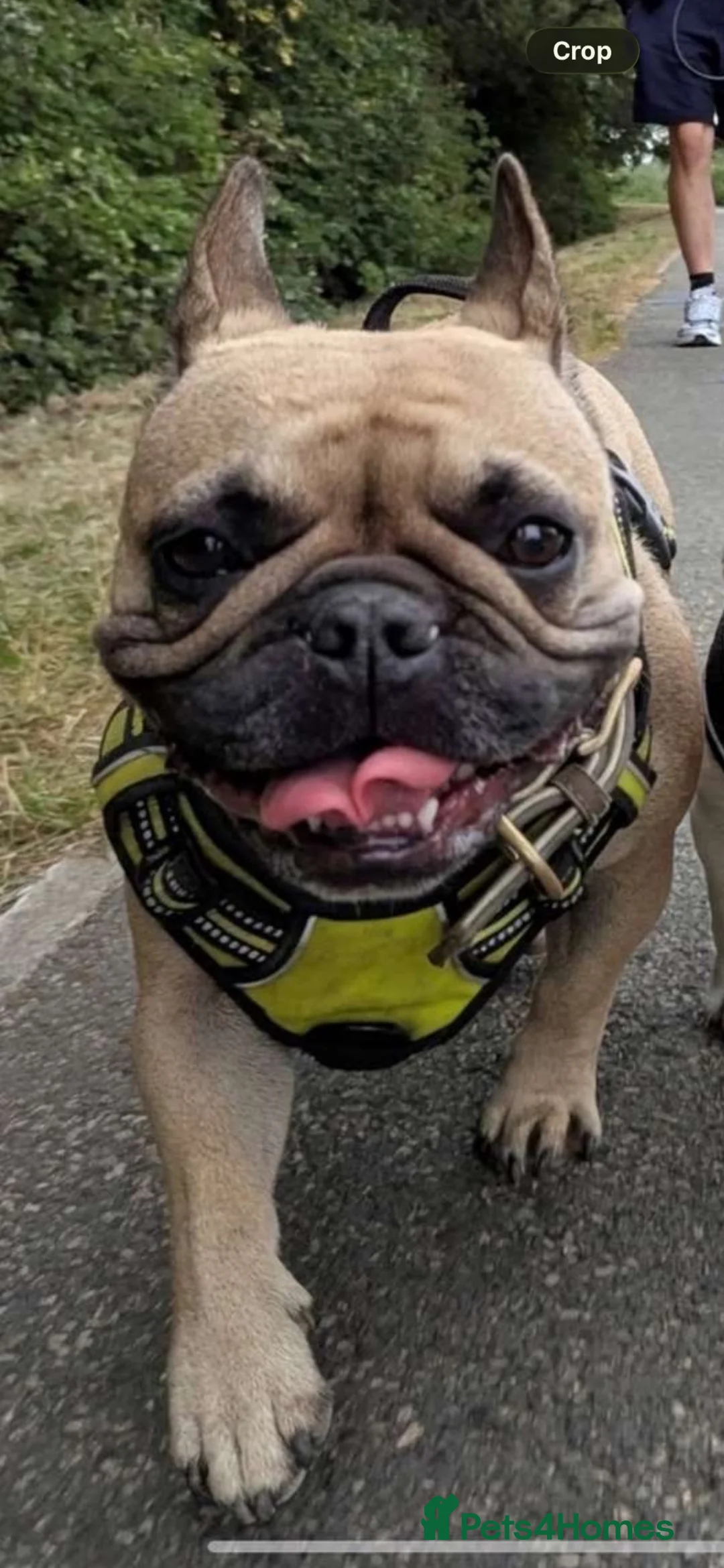 French Bulldog dogs for sale: French bulldog Norman 💚 - Advert 6