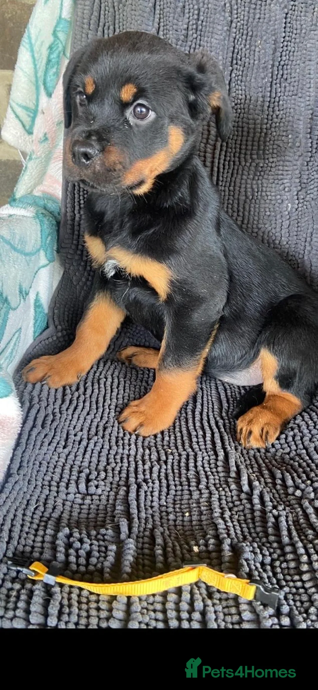 Rottweiler dogs for sale: Three gorgeous Rottweiler Girls - Advert 11