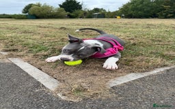 American Bulldog dogs for sale: Pocket bully 5months old  - Image 1