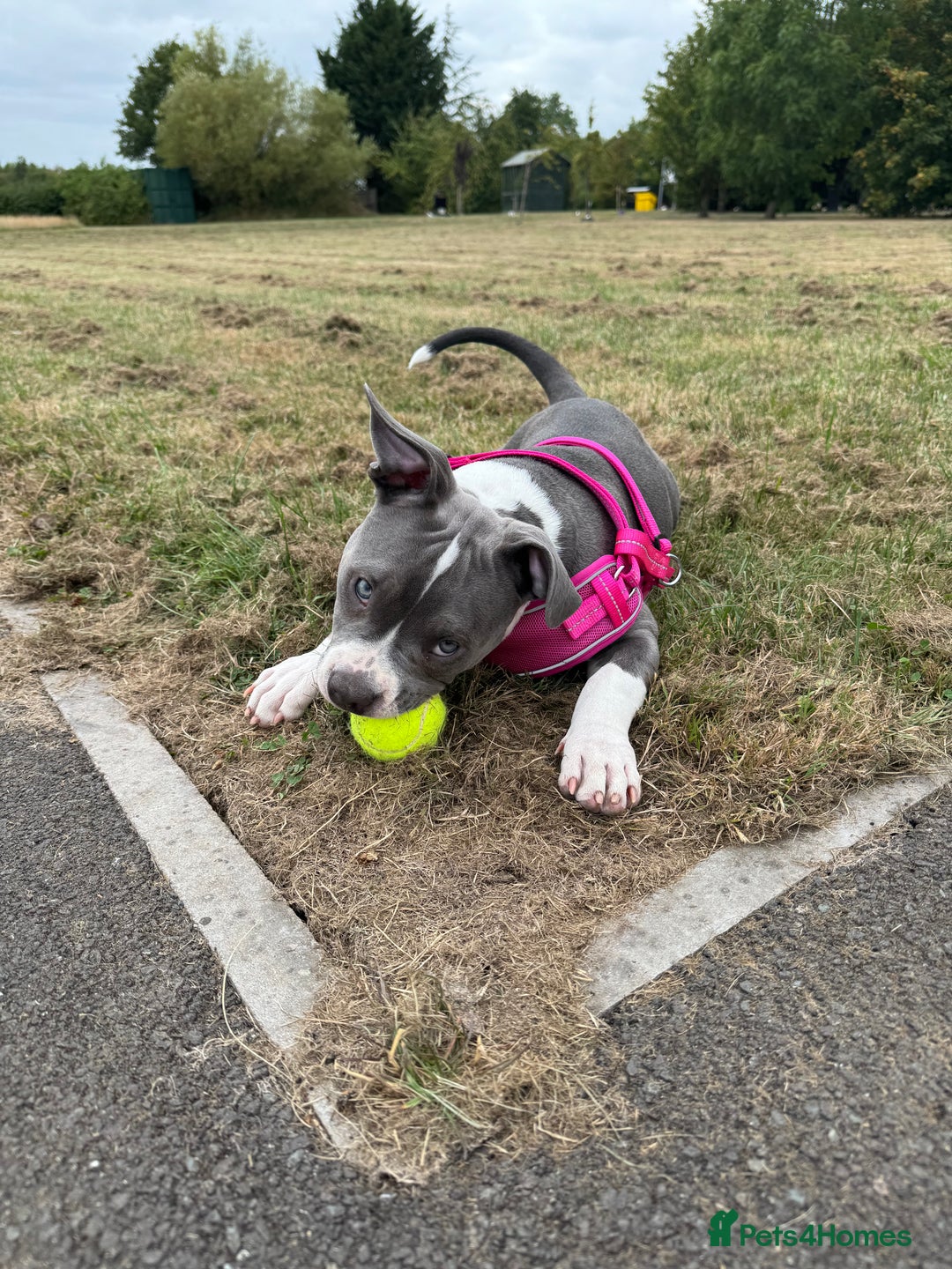 American Bulldog dogs for sale: Pocket bully 5months old  - Image 1