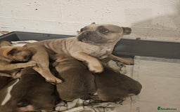 French Bulldog dogs for sale: Beautiful french bulldog puppies  - Image 17