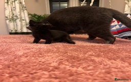 Domestic Shorthair cats for sale: Russian blue mix - Advert 7