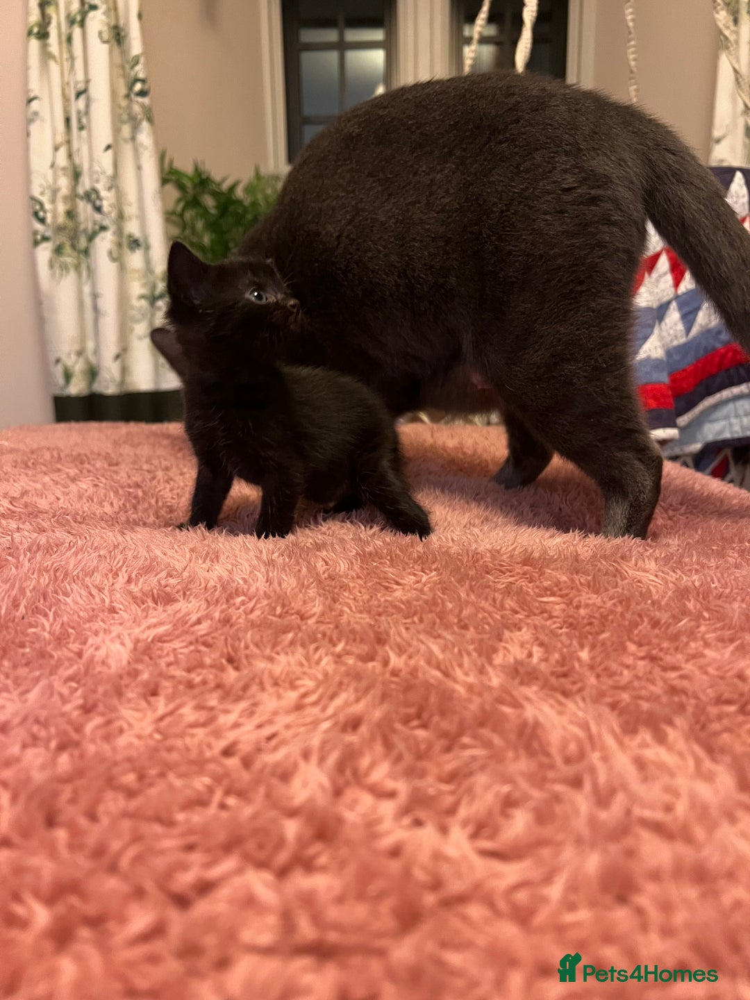 Domestic Shorthair cats for sale: Russian blue mix - Advert 7