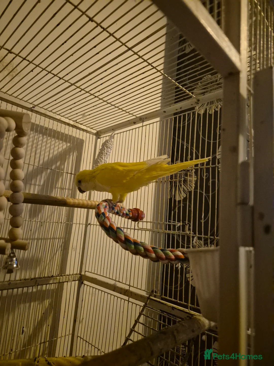 Parakeets birds for sale: Lutino quaker with fullsetup - Advert 6