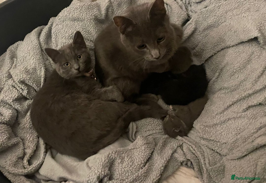 Mixed Breed cats for sale: Two beautiful kittens - Image 6