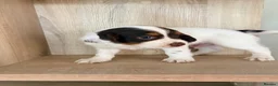 Cocker Spaniel dogs for sale: 8 KC registered Cocker Spaniel Puppies - Advert 25