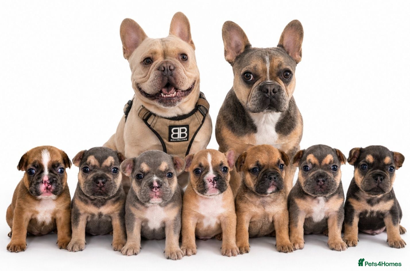 French Bulldog dogs 💥Stunning French Bulldog Puppies💥 - Advert 1