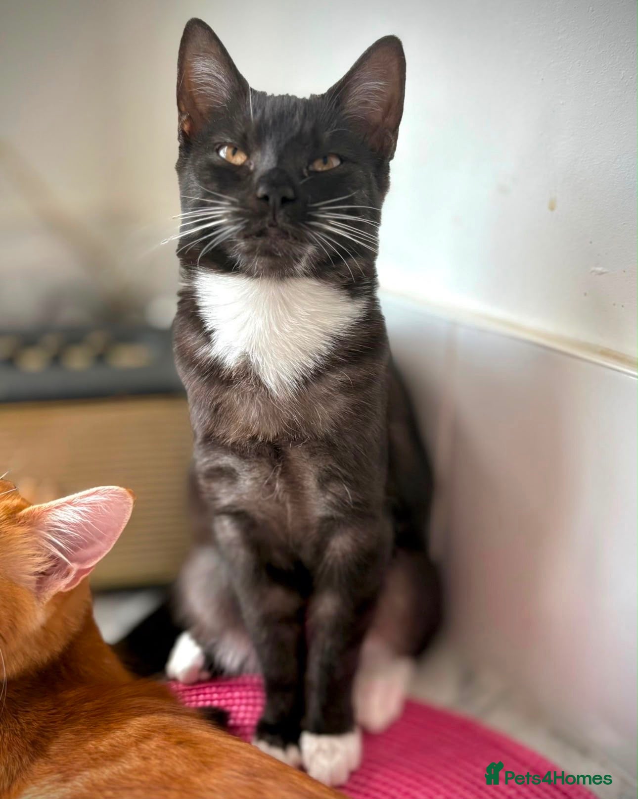 Mixed Breed cats Kittens  - Advert 18