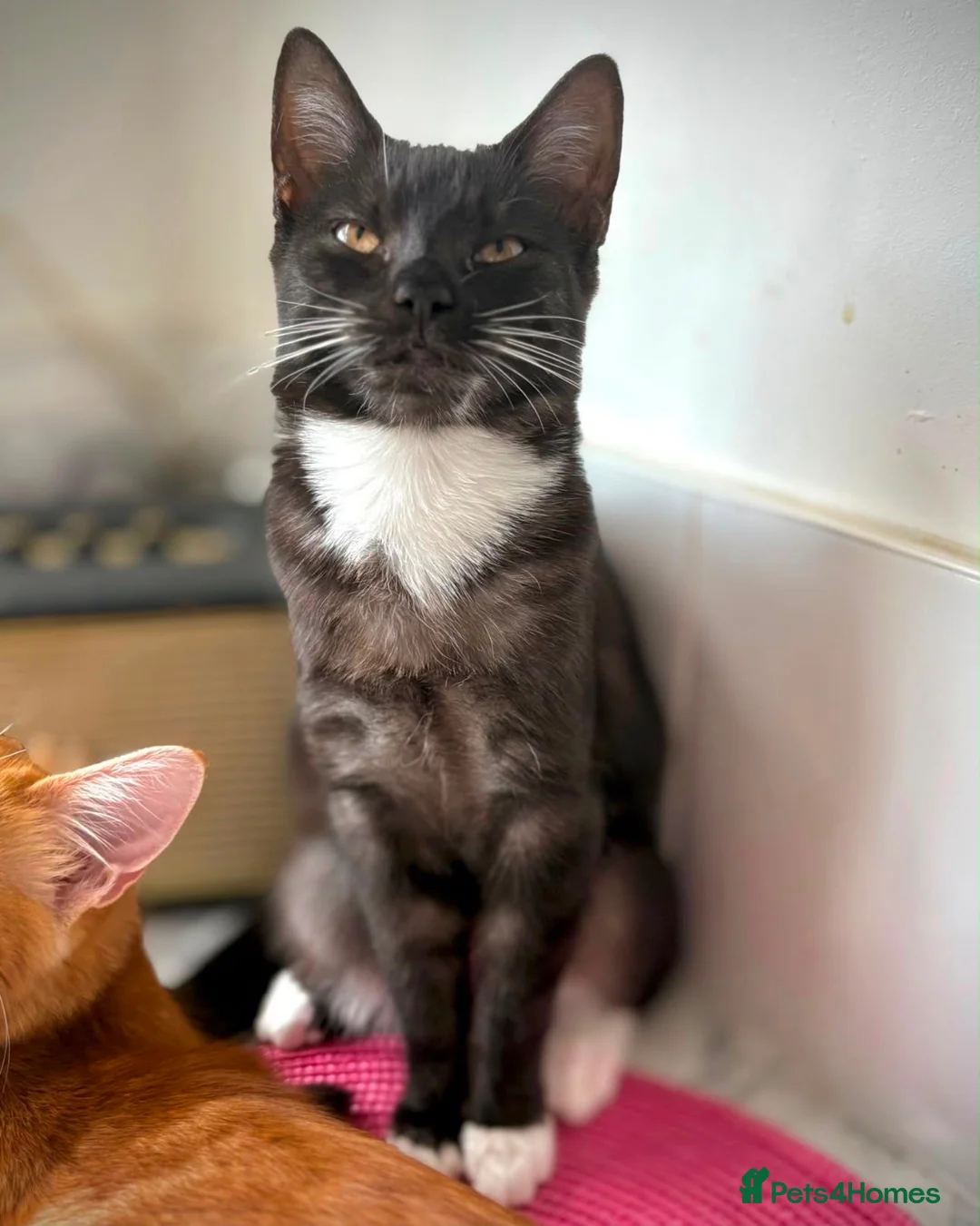 Mixed Breed cats for sale: Kittens  - Advert 1
