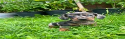 Miniature Dachshund dogs for sale: 🐾 Beautiful Miniature Dachshund Puppies 🐾 - Advert 2