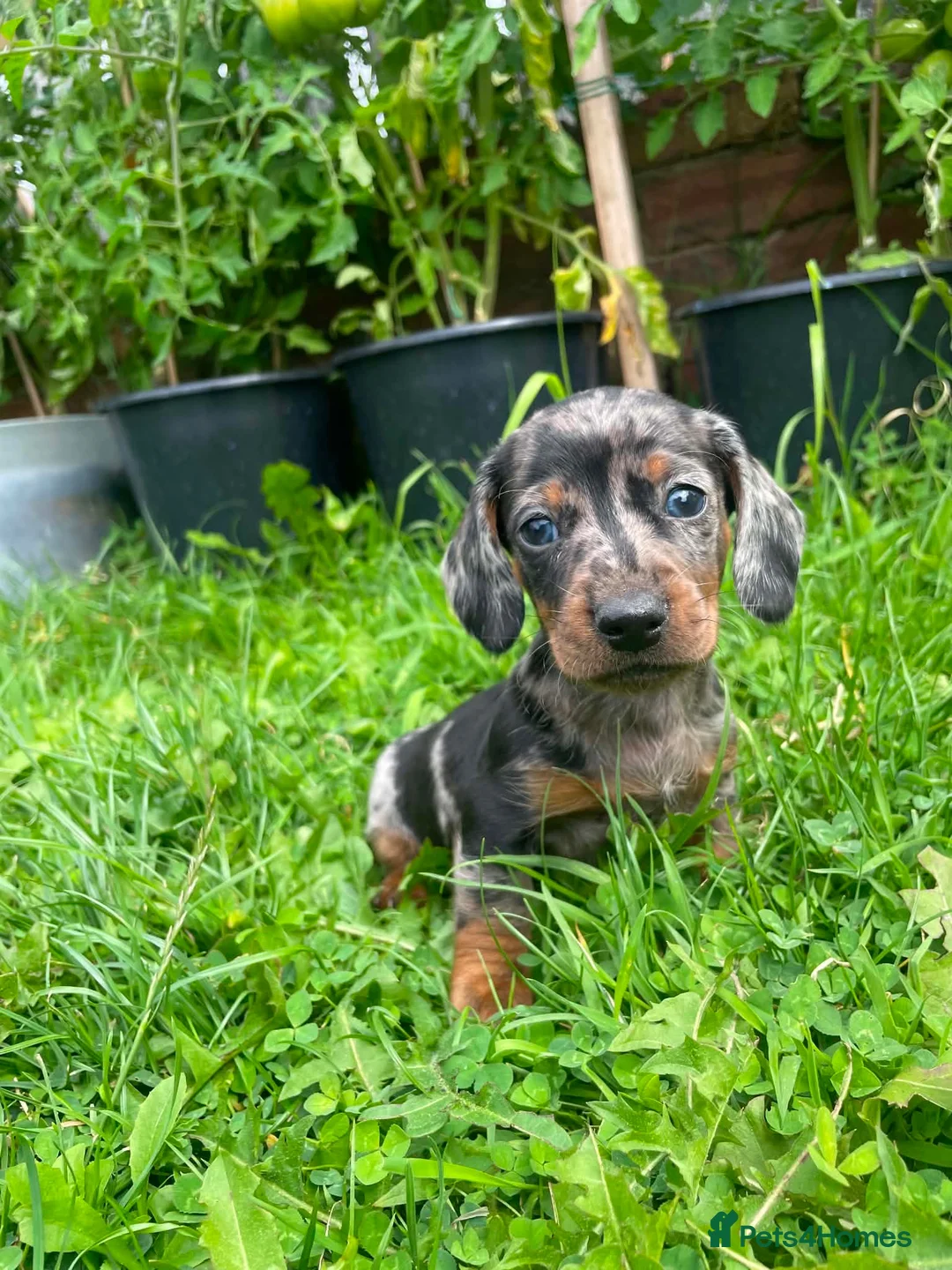 Miniature Dachshund dogs for sale: 🐾 Beautiful Miniature Dachshund Puppies 🐾 - Advert 2