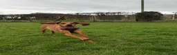 Mixed Breed dogs for adoption: Winnie Beautiful girl Looking for Forever Home  in Wirral - Advert 6