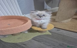 Siberian cats for sale: Pedigree Neva Masqurade/kittens - Image 7