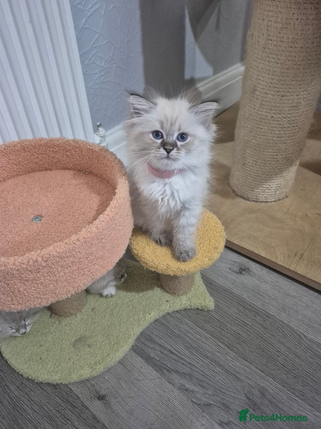Siberian cats for sale: Pedigree Neva Masqurade/kittens - Image 7