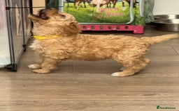 Goldendoodle dogs for sale: ⭐️⭐️READY NOW⭐️⭐️ Beautiful Goldendoodles - Image 32