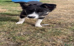 Border Collie dogs for sale: Female Boarder collie pup  - Image 1