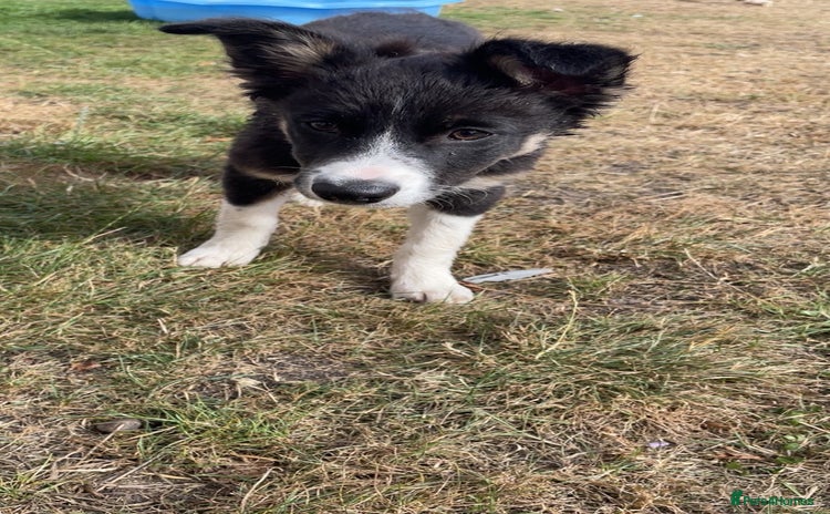 Border Collie dogs for sale - Advert 1