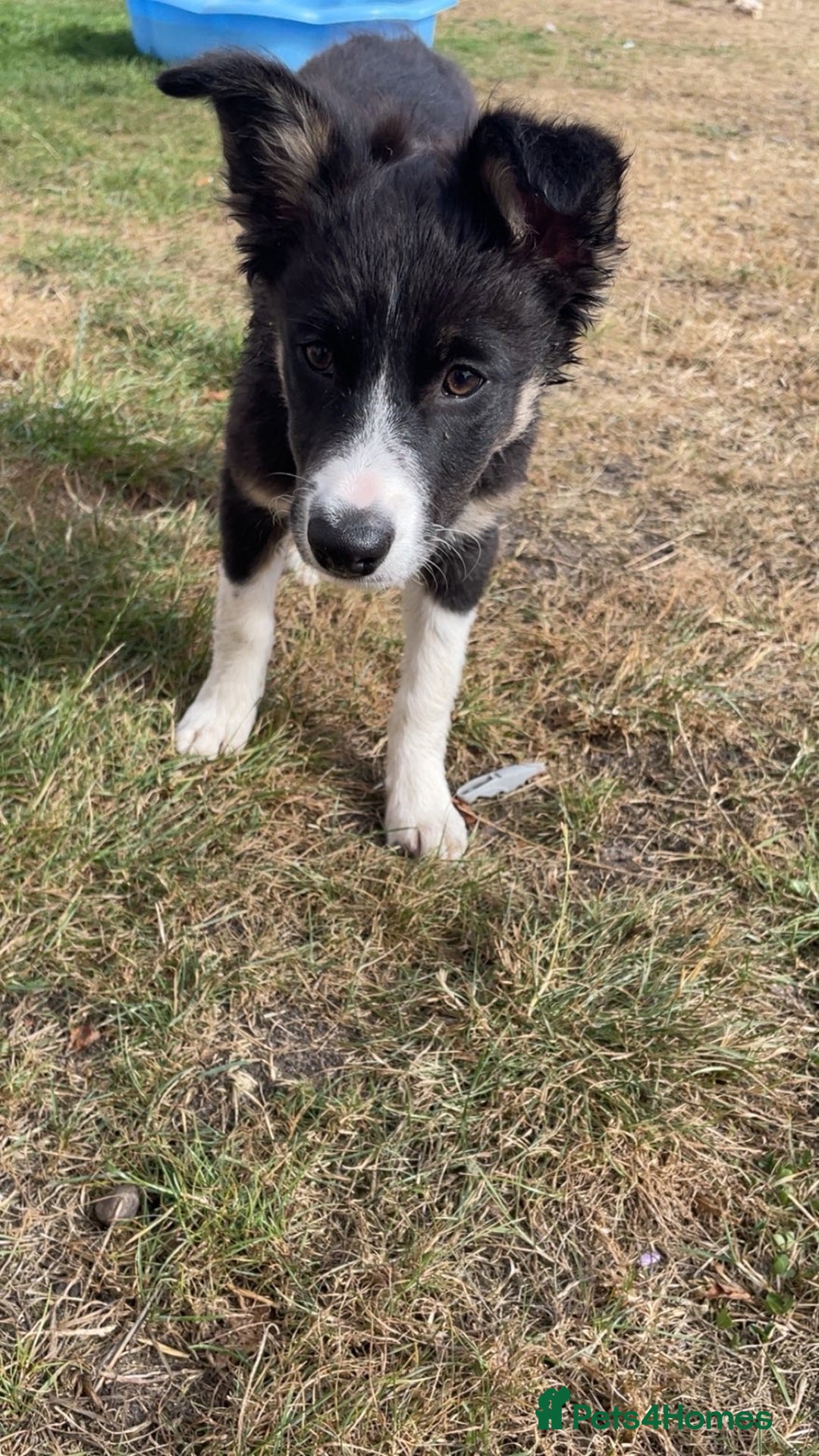 Border Collie dogs for sale: Female Boarder collie pup  - Image 1