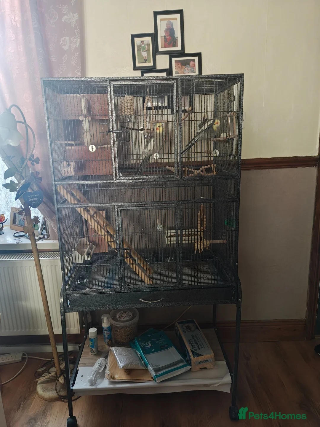 Cockatiels birds for sale: 2 cockatiels with large cage. in Stanley - Advert 6