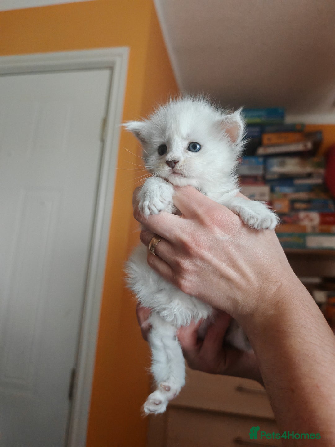 Maine Coon cats for sale: Shaded and Shell Maine Coon kittens - Image 22