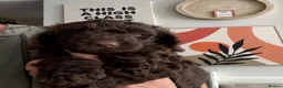 Cockapoo dogs for sale: Cockapoo Puppies F1b - Advert 4