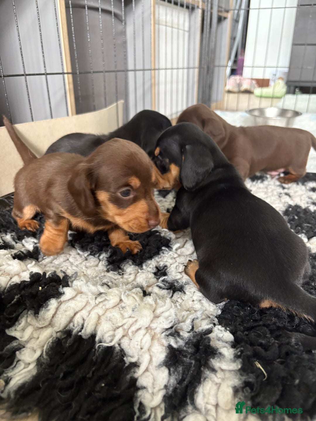 Miniature Dachshund dogs for sale: Miniature dachshund pups - Image 9