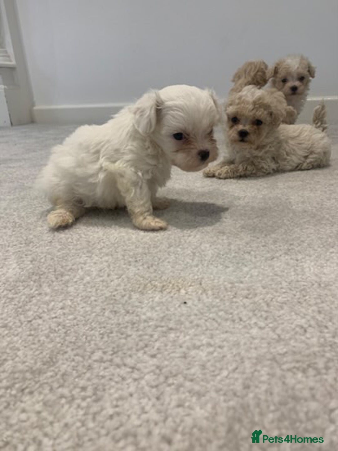 Maltipoo dogs for sale: Minature Maltipoo puppies  - Advert 2