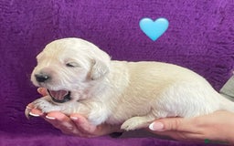 Golden Retriever dogs for sale: KC Reg Cream Boys from health tested parents.  - Image 22