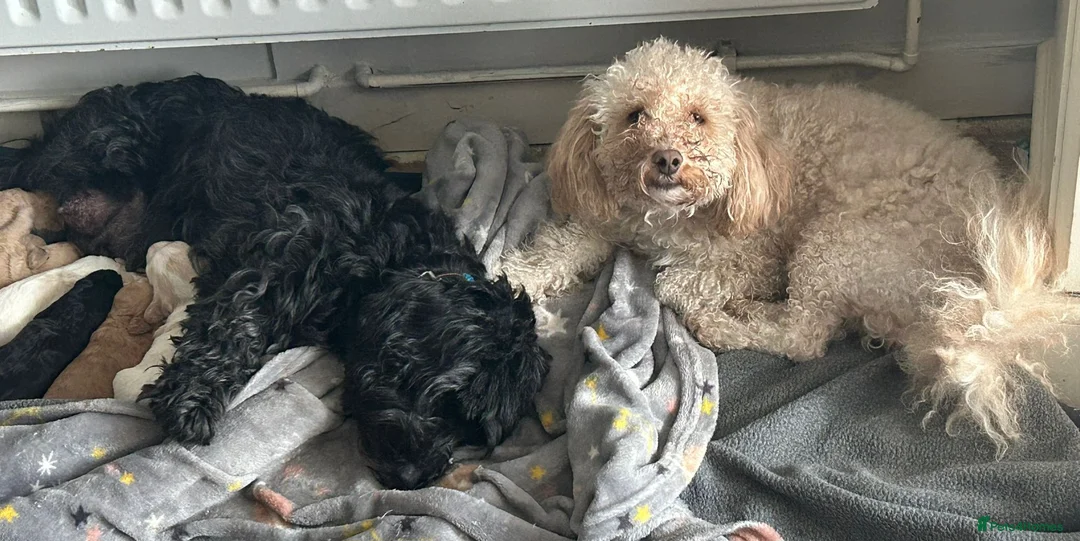 Cockapoo dogs for sale: F1b cockapoo puppies - Advert 1